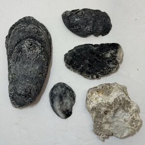 Fossilized Oyster Shells - Large Mineralized River Shells - Natural Curiosities